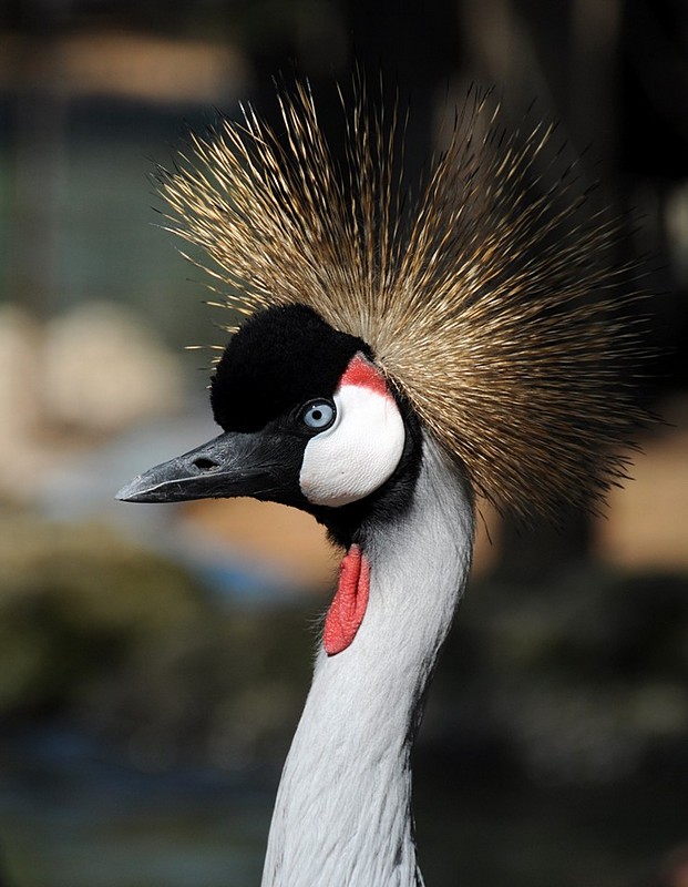 צילום: ארנון ע