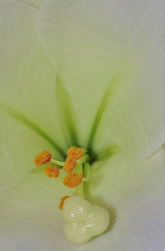 נזכור את כולם