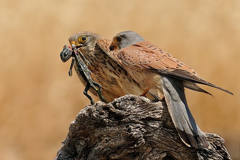 בזים וזיקית