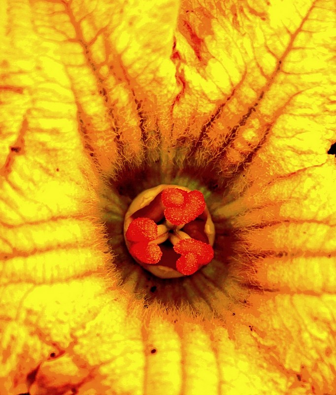 מנדלה טיבעית 