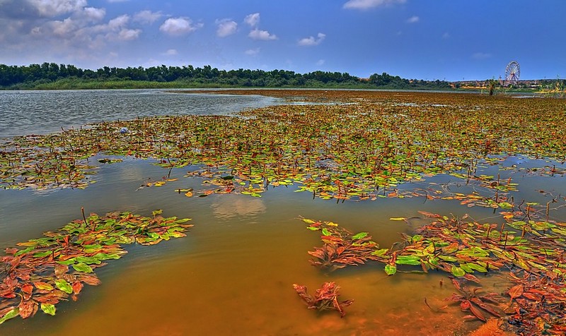 שלכת באגמון