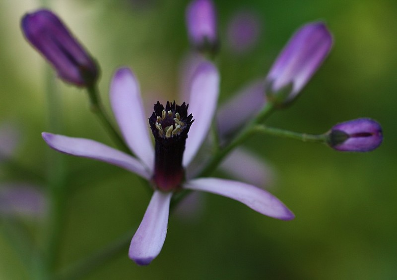 פרחי האיזדרכת