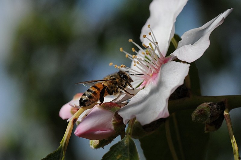 צילום: אנה פושקנצר 