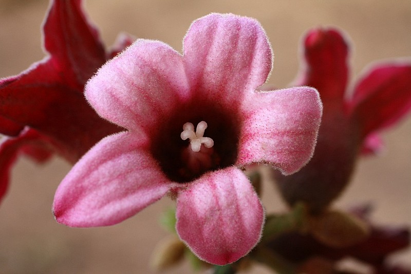 פרחה של עץ-ברכיכטון