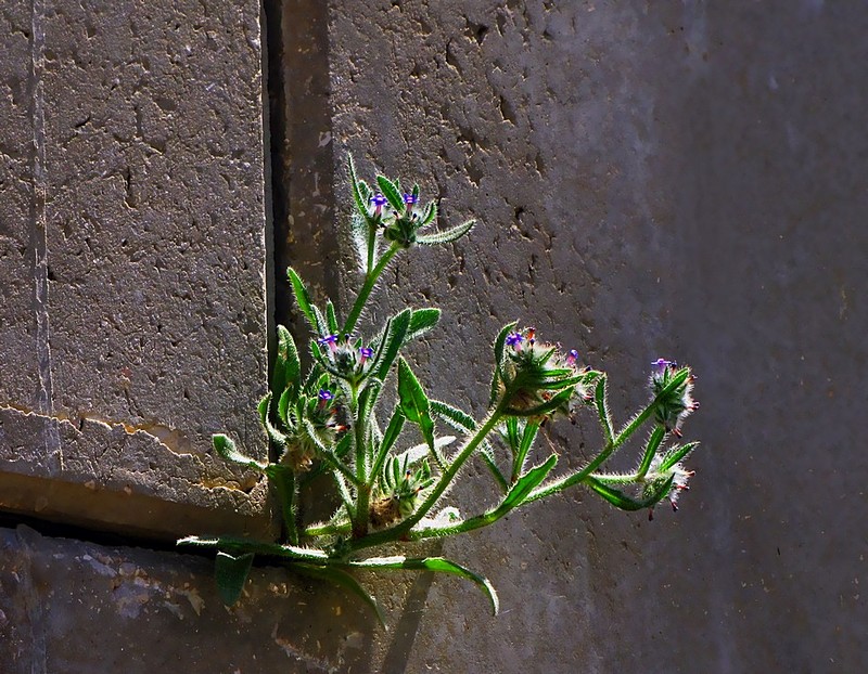 ואף על פי כן