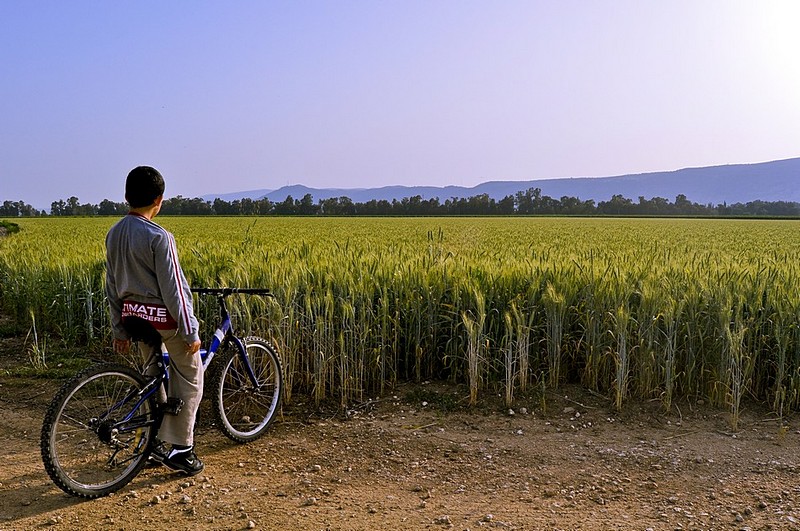 ממתינים לקציר