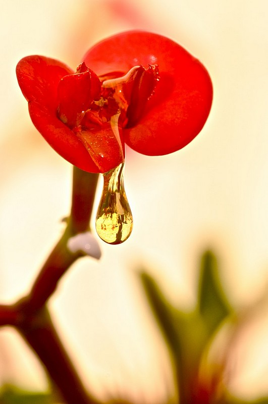Drop of flower