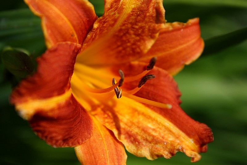 צילום: דולב חיוט