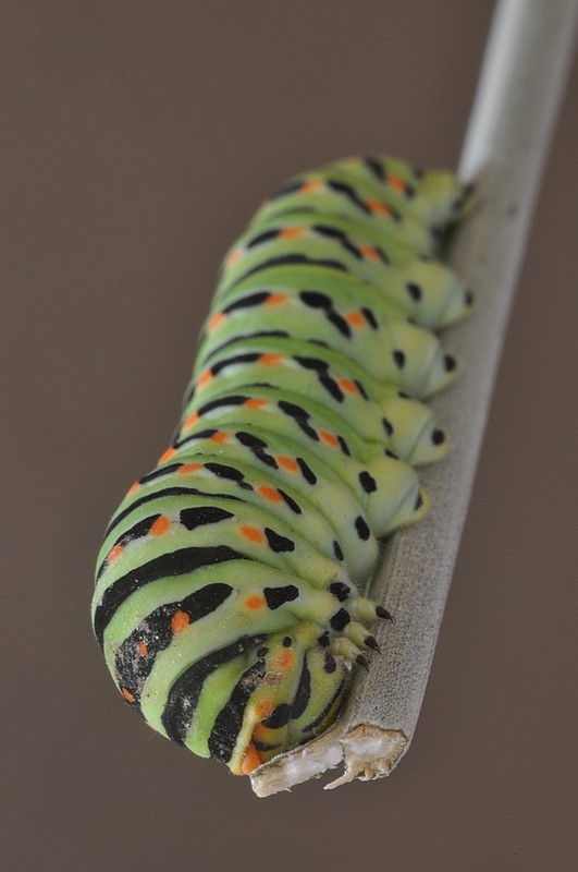 צילום: תומר כרמלי