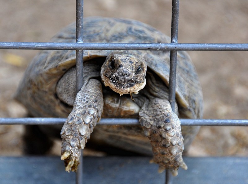 צילום: ארנון ע