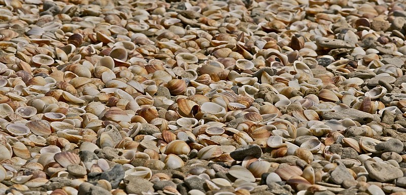 ים של צדפים