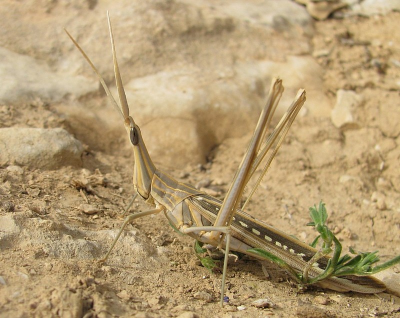 צילום: יהודה שר שלום