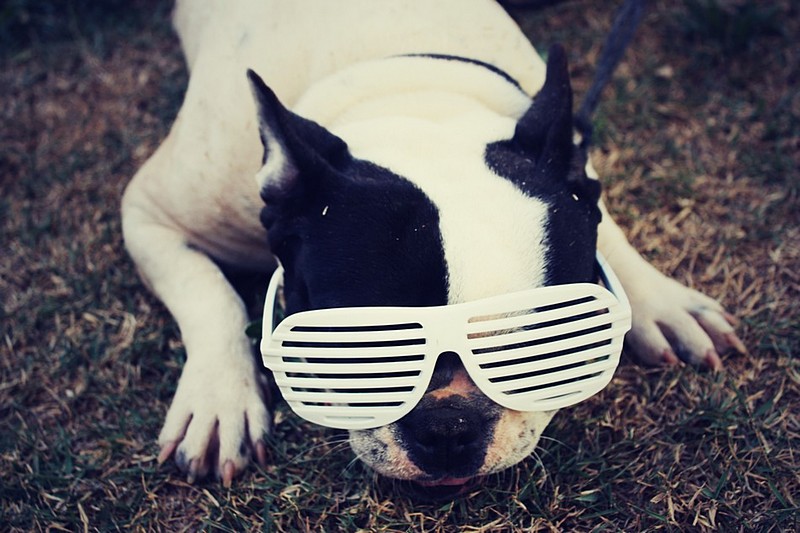 צילום: דולב חיוט