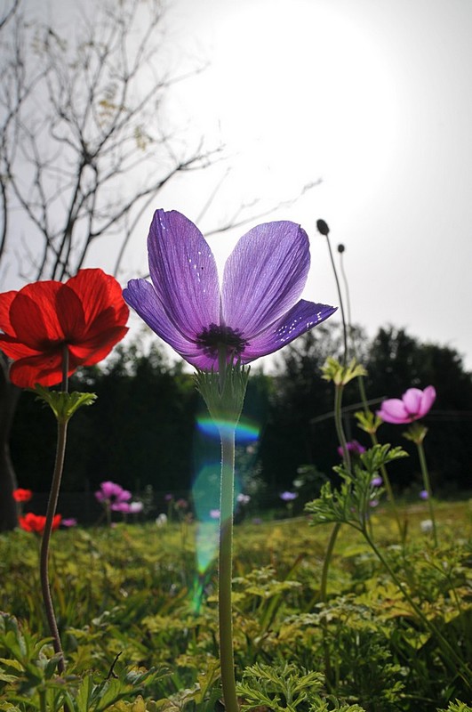 כלנית מול השמש
