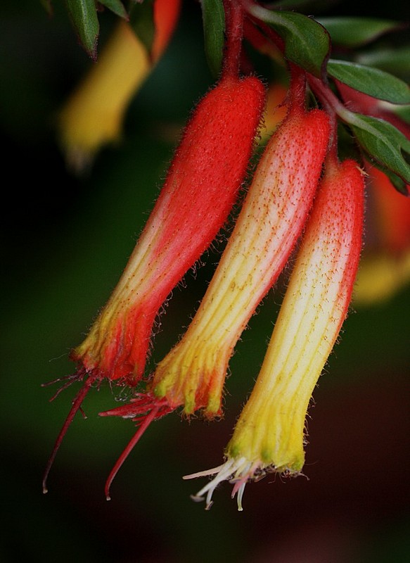 צבעוני קוצני