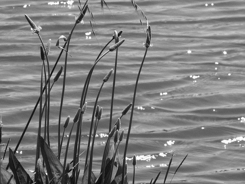 על שפת האגם