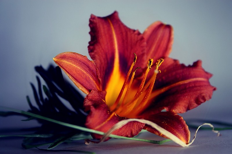 צילום: דולב חיוט