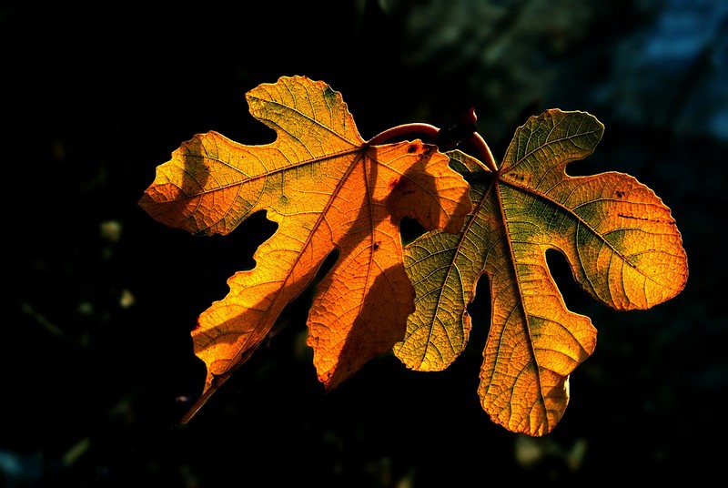 עלים וצבעים