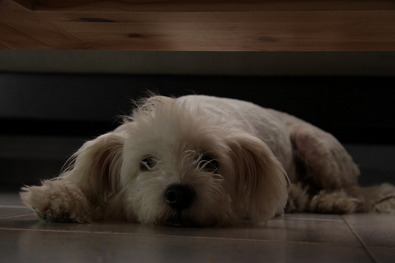 צילום: Ellen Bem