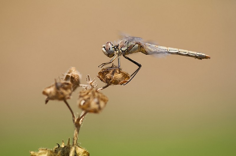 שפירית מחייכת