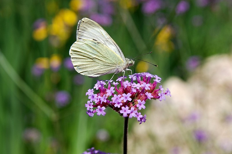 צילום: ספי לנצנר