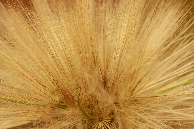 מניפה טבעית