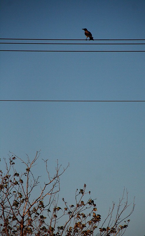 עורב-קווים וצורות