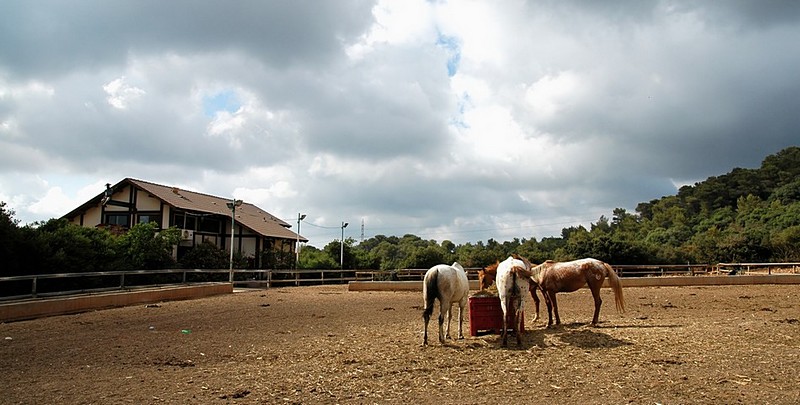 חווה סוסים