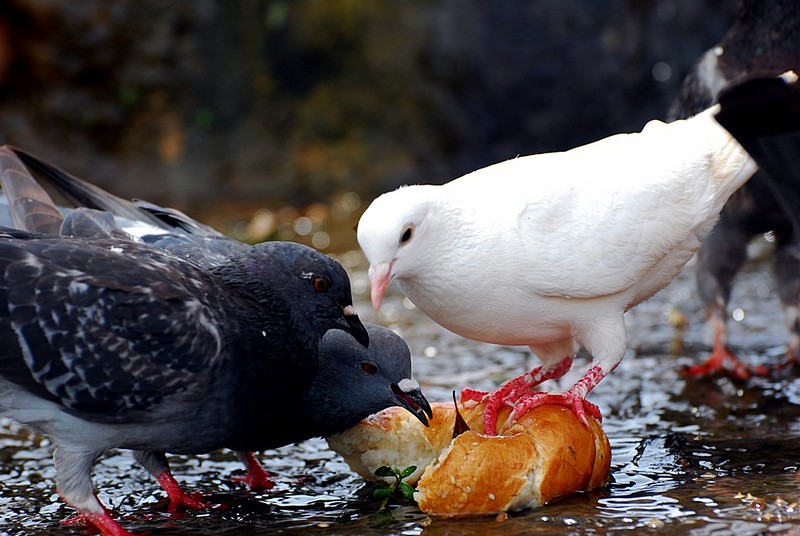 השרדות גירסת היונים
