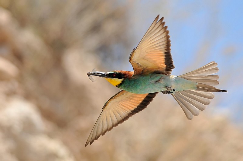 לא בוחלות בשום חרק