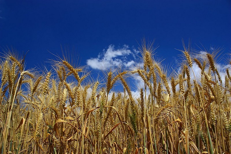מביטים מלמעלה
