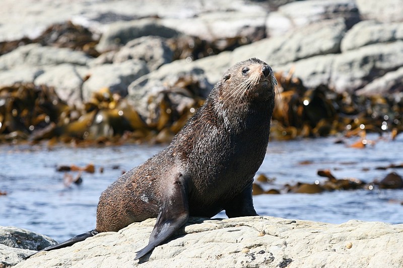 צילום: דניאל  קוסוביץ 