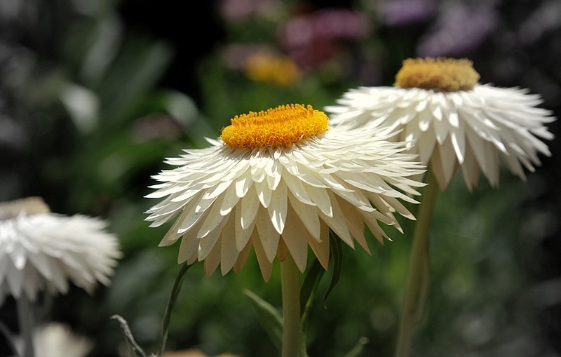 פרח לבן צהוב