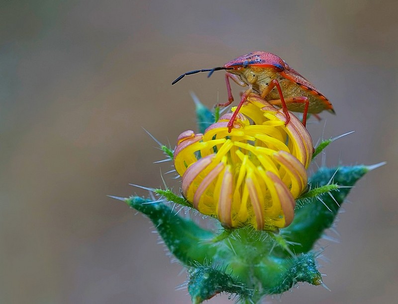 פיסגה צבעונית