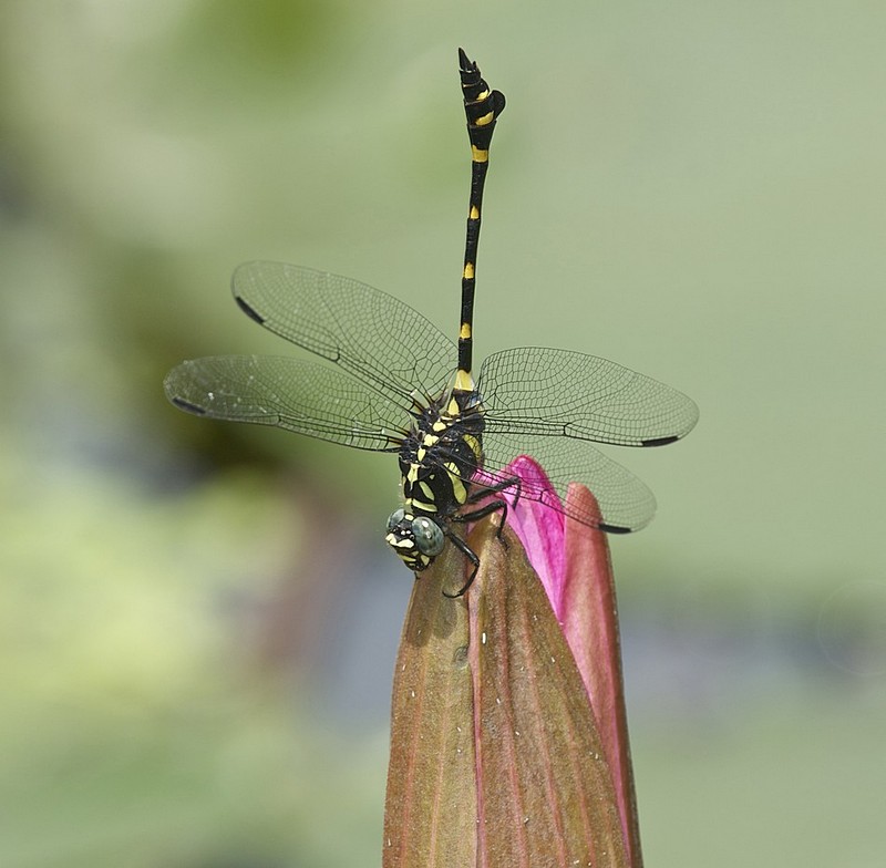 שפירית בזוית אחרת