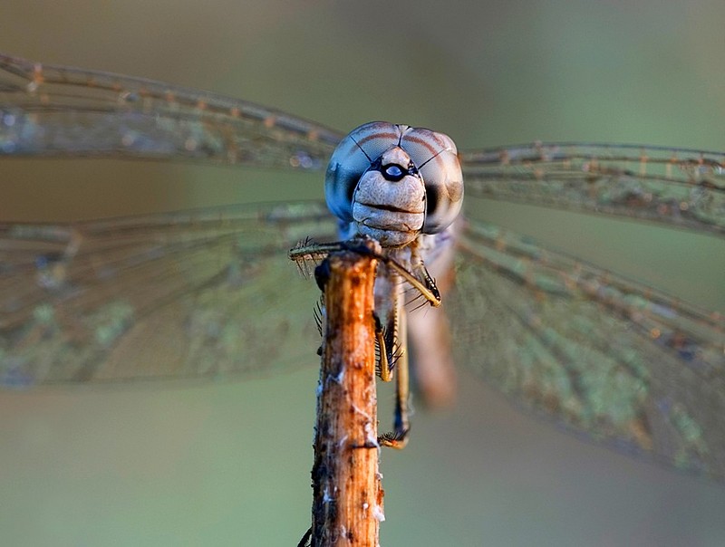 תמונות טבע ונוף