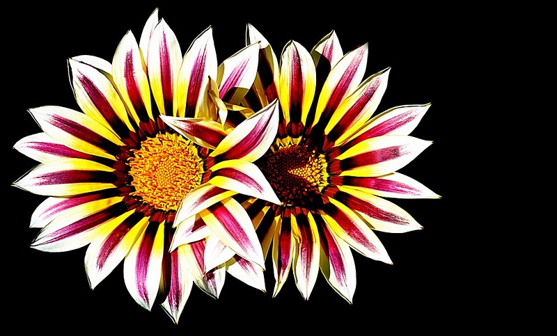 משלבים ידיים