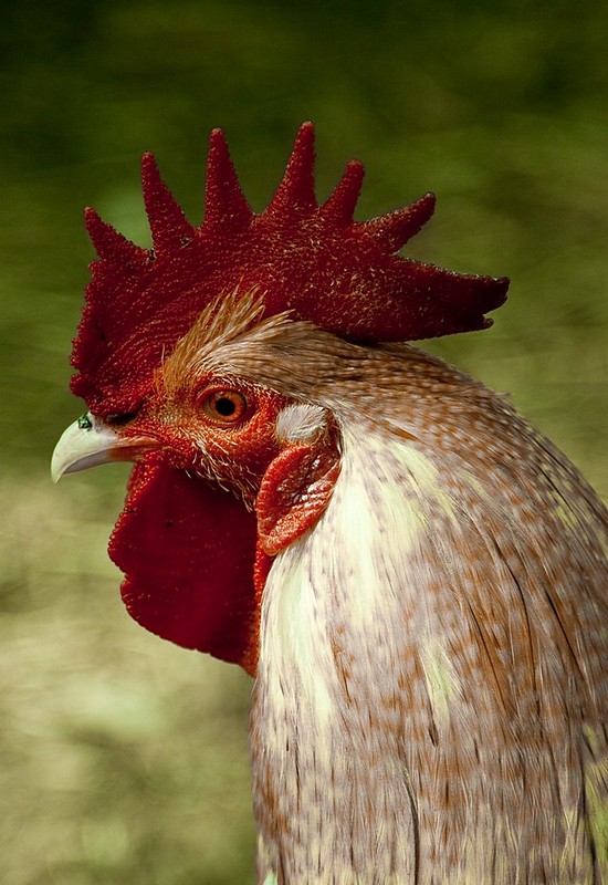 Rooster