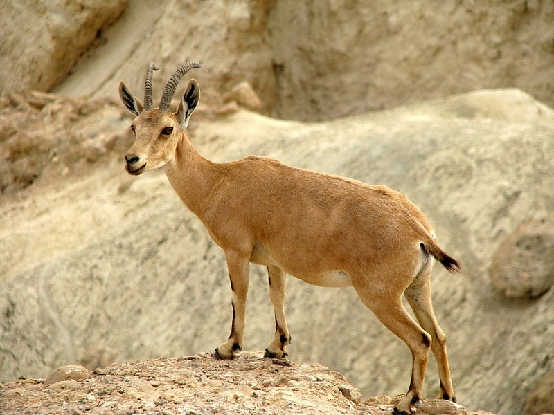 צילום: בן לוריא