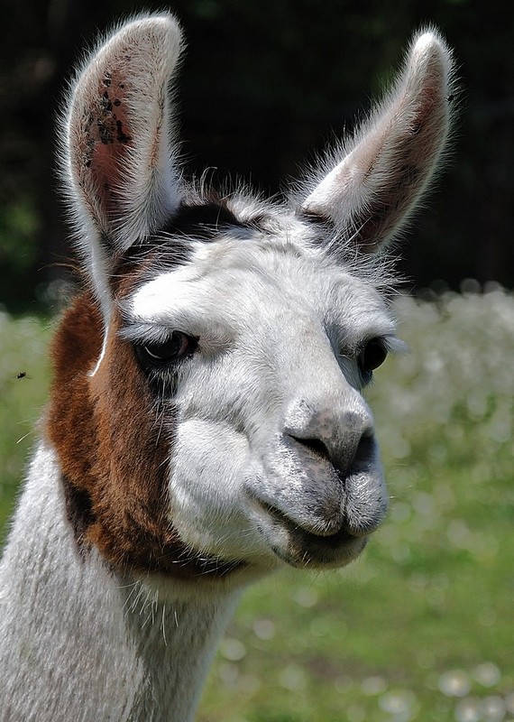 פורטרט ללמה?