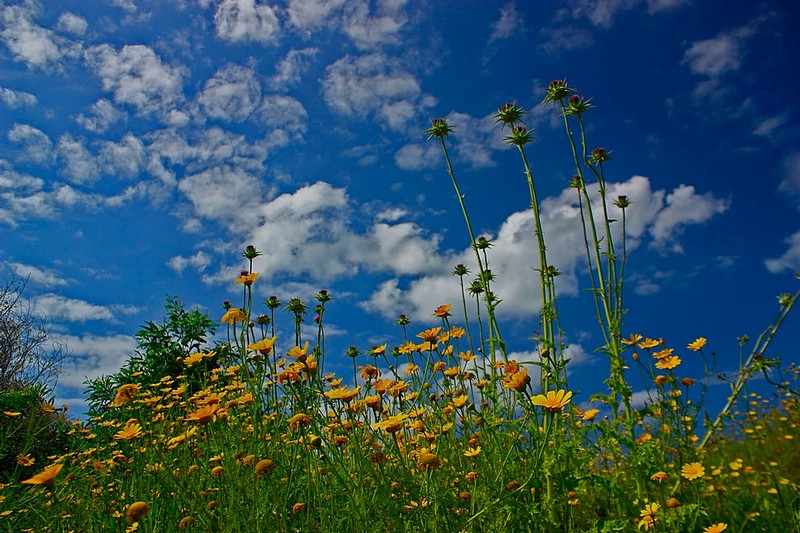 בגובה השמים