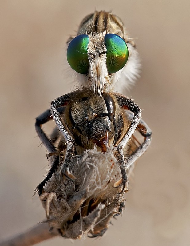 חיבוק  קטלני