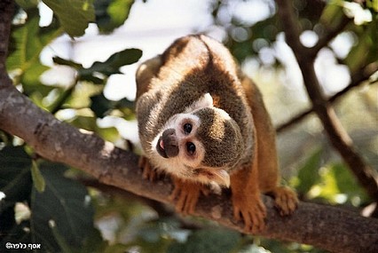 צילום: אסף כלפה