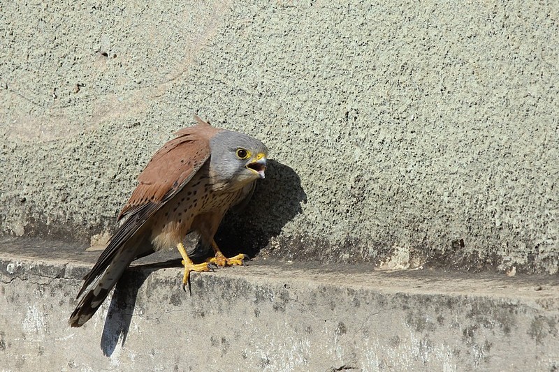 על אדן חלוני