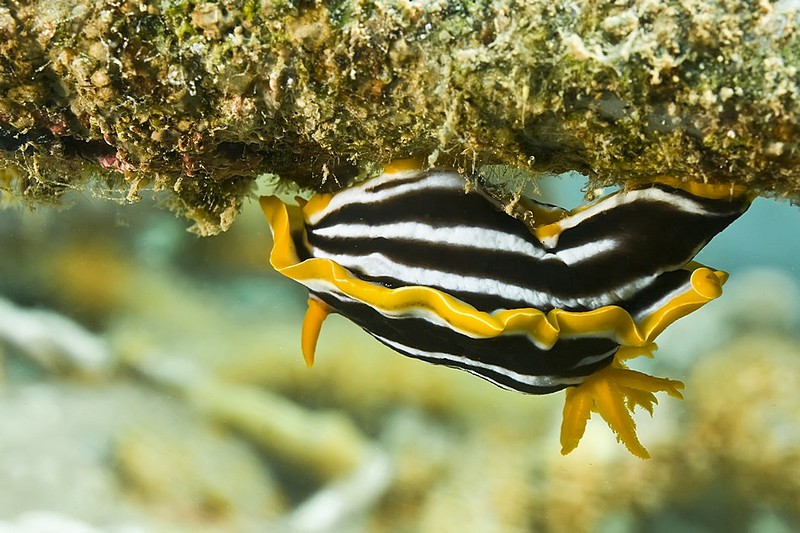 נקודת אחיזה