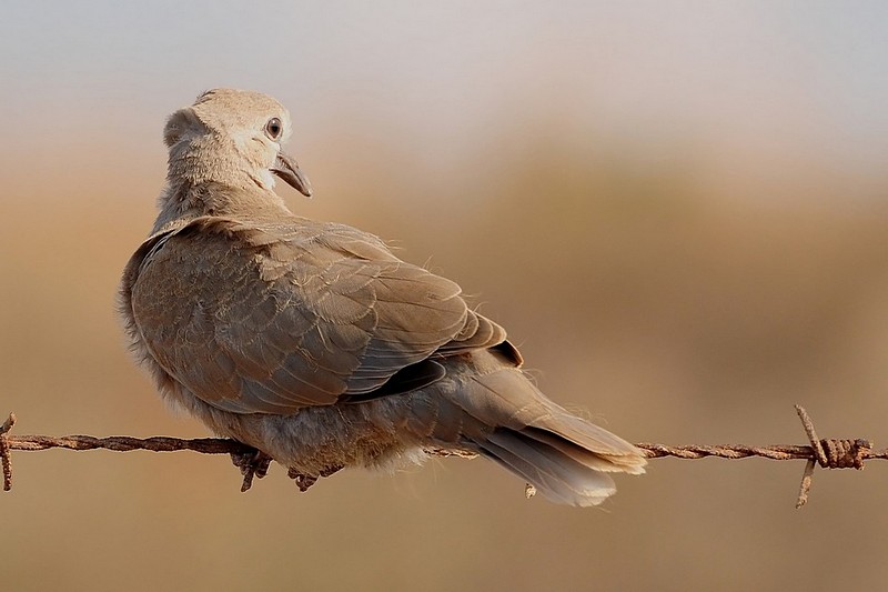 like a bird on a wire 