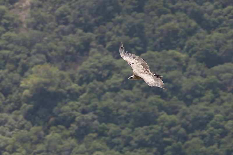 הטבע הפראי שלנו