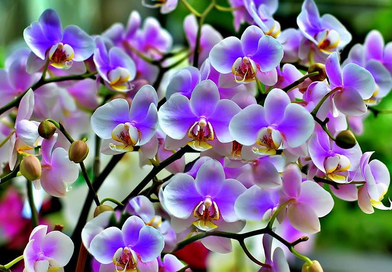 טו' באב-חג האהבה