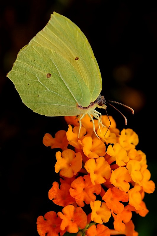 לימונית האשחר