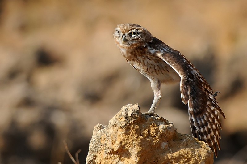 רגל פה רגל שם